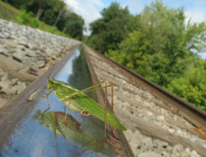 Katydid